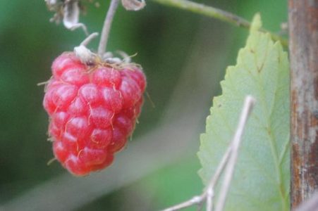 How To Freeze Raspberries Image